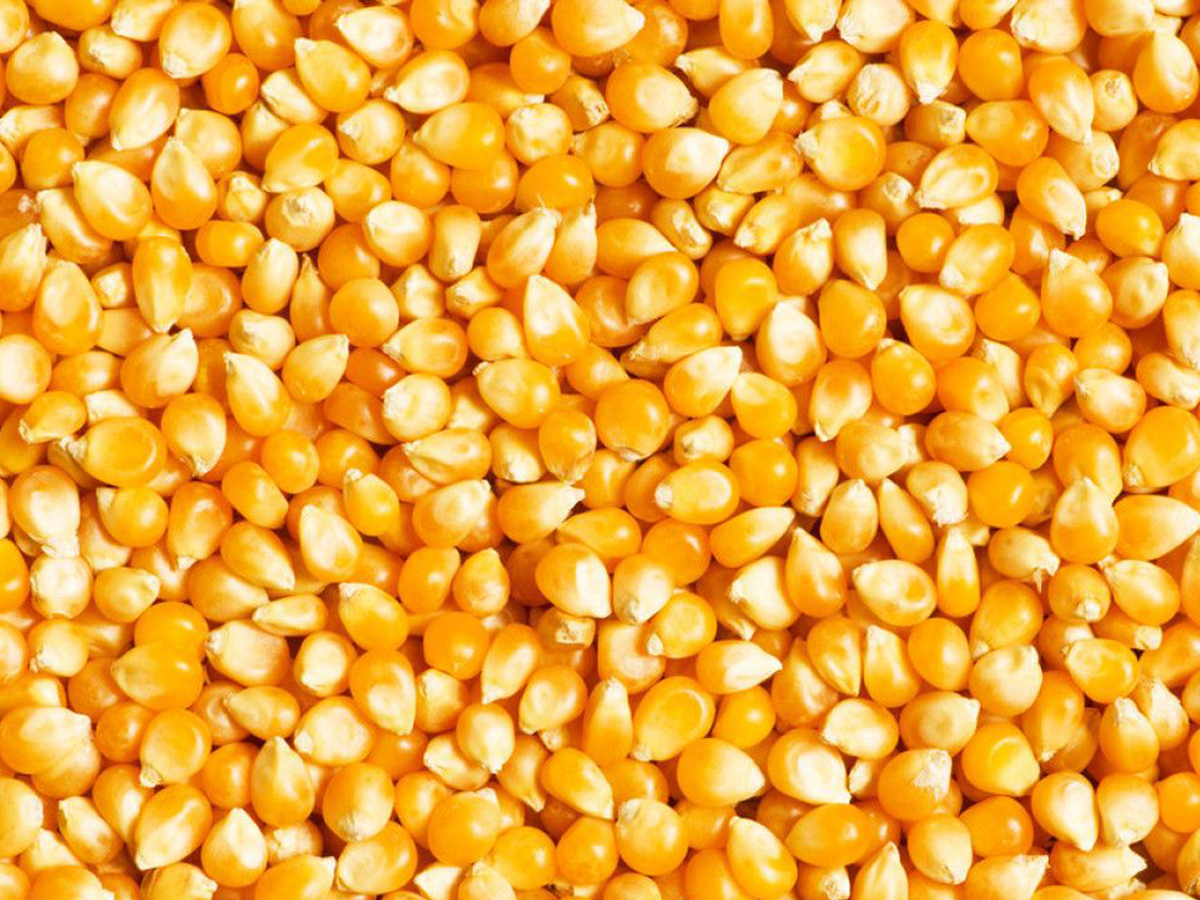 Corn (Maize)