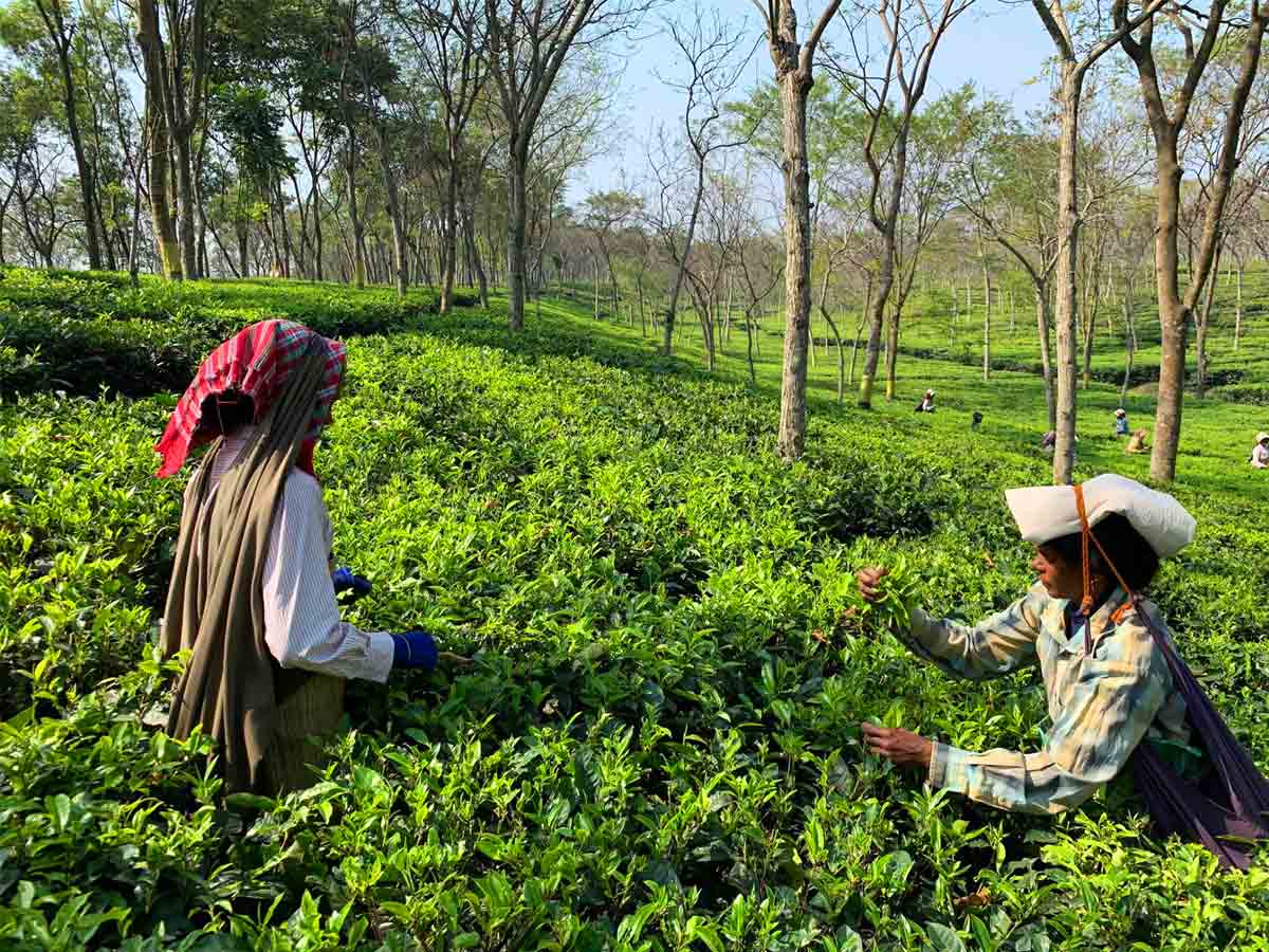 Tea-plantations