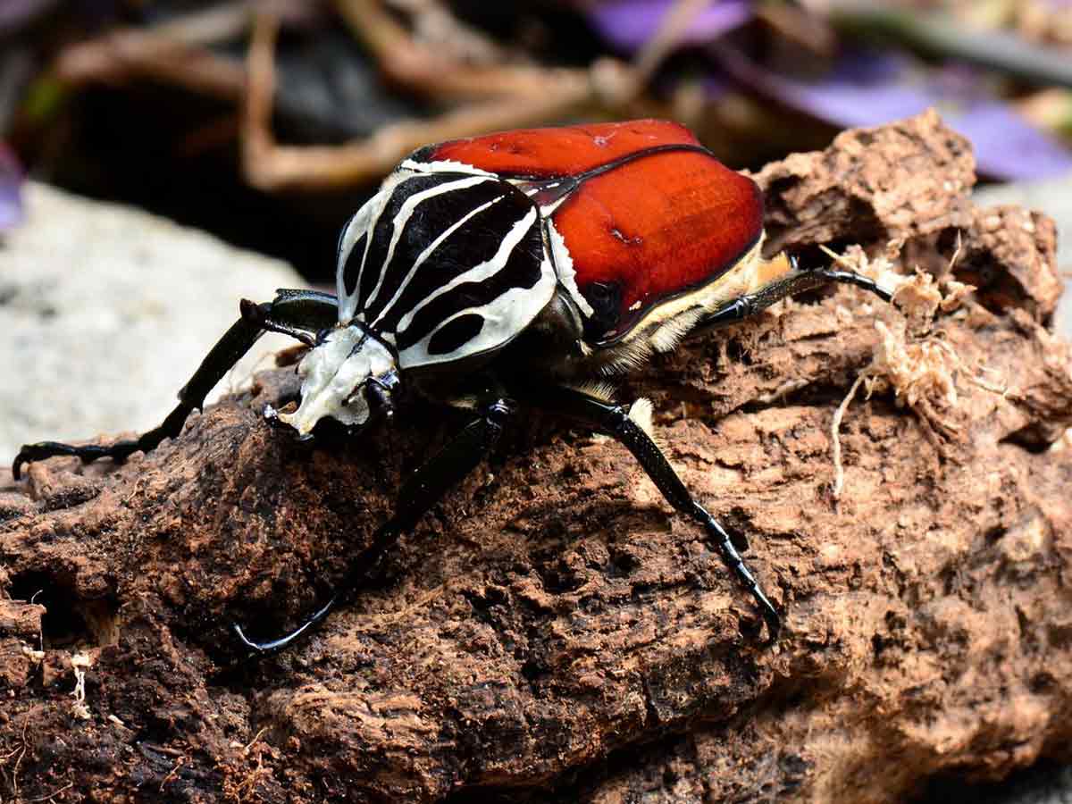 goliath beetle
