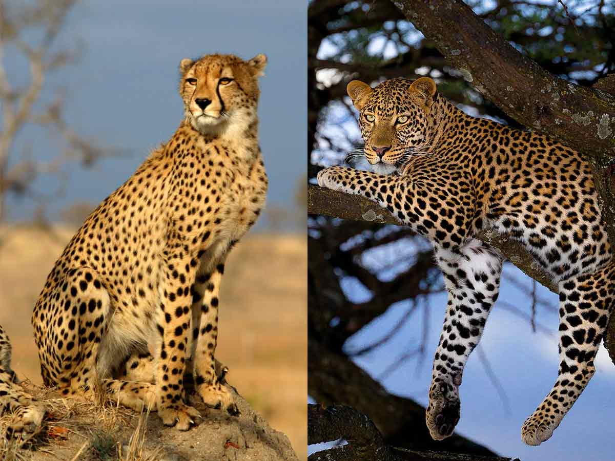 cheetah and leopard