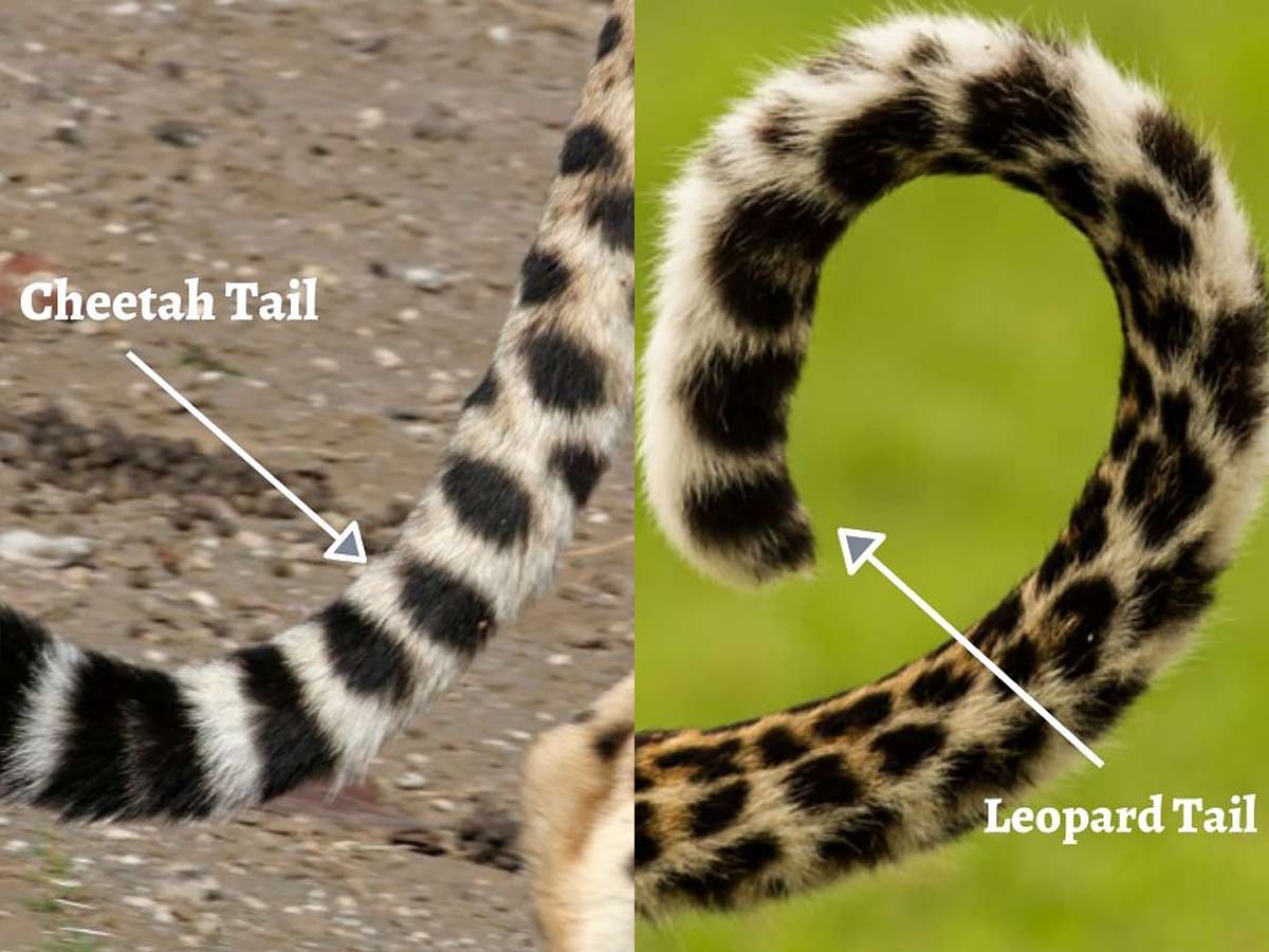 tail of cheetah and leopard