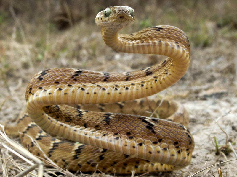 non venomous snakes