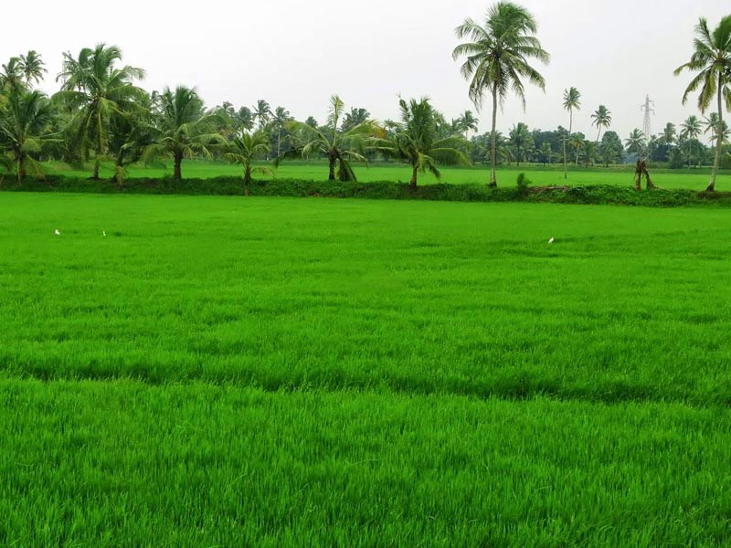 Cherai paddy fields