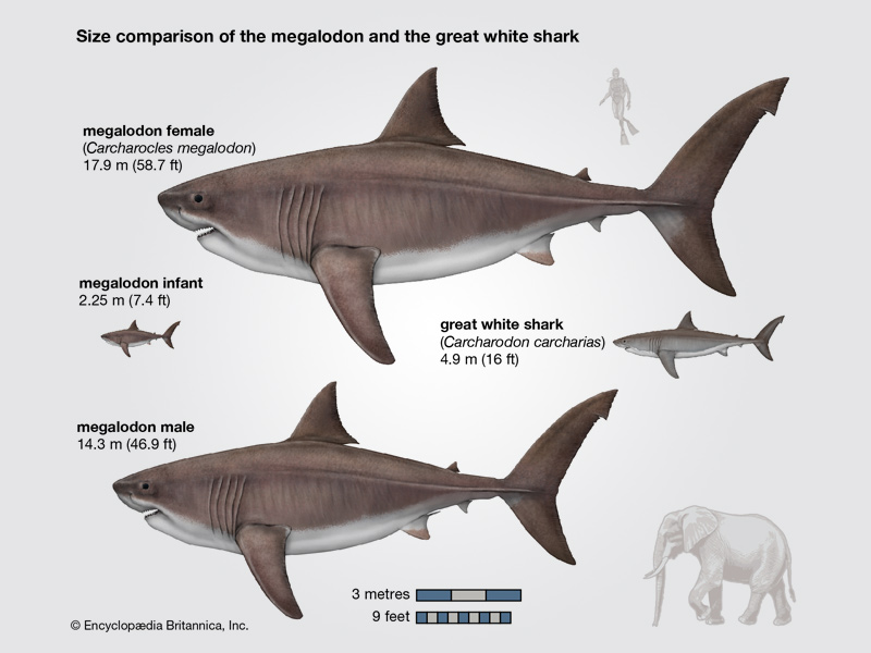 Megalodon The Shark: The Largest Sea Animal to Ever Live