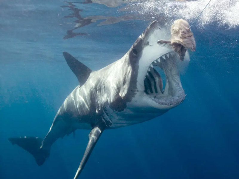 Megalodon The Shark: The Largest Sea Animal to Ever Live