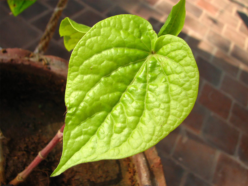 betel leaves benefits