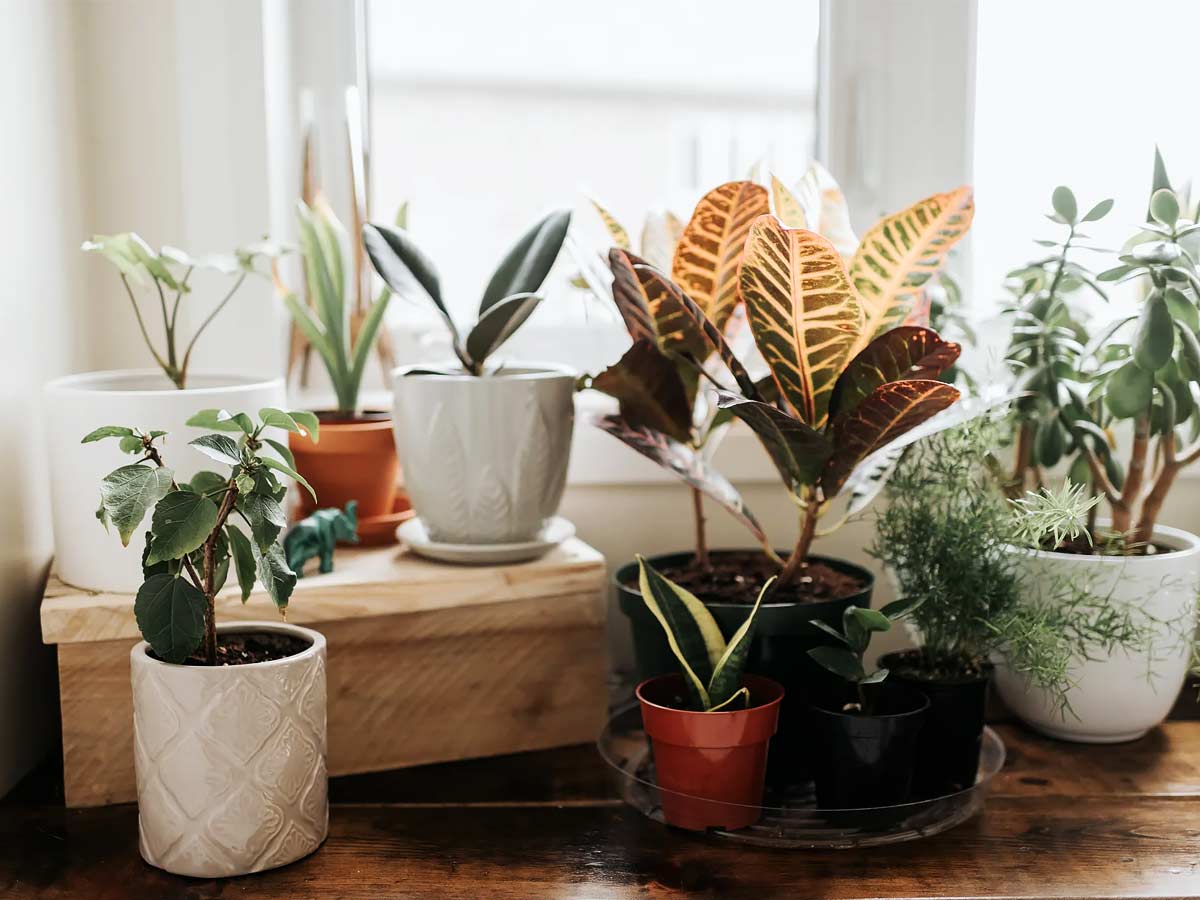 Easy Houseplants: 12 amazing plants that will easily survive in your home