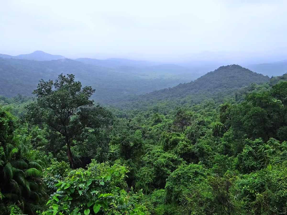 Top Rainforests Of India That You Must Visit